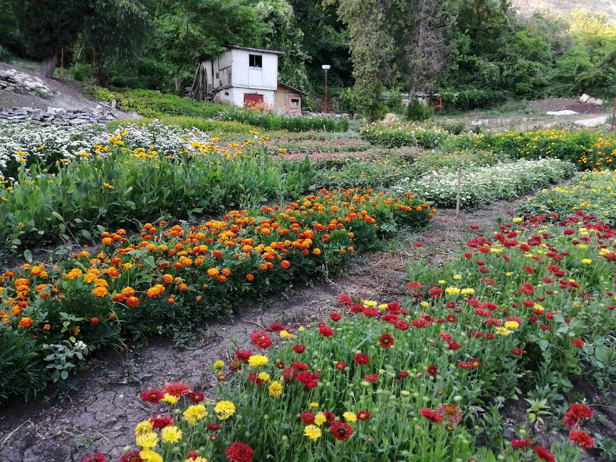 Bulgaria — flowers